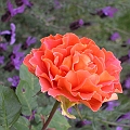 First Rose of Spring